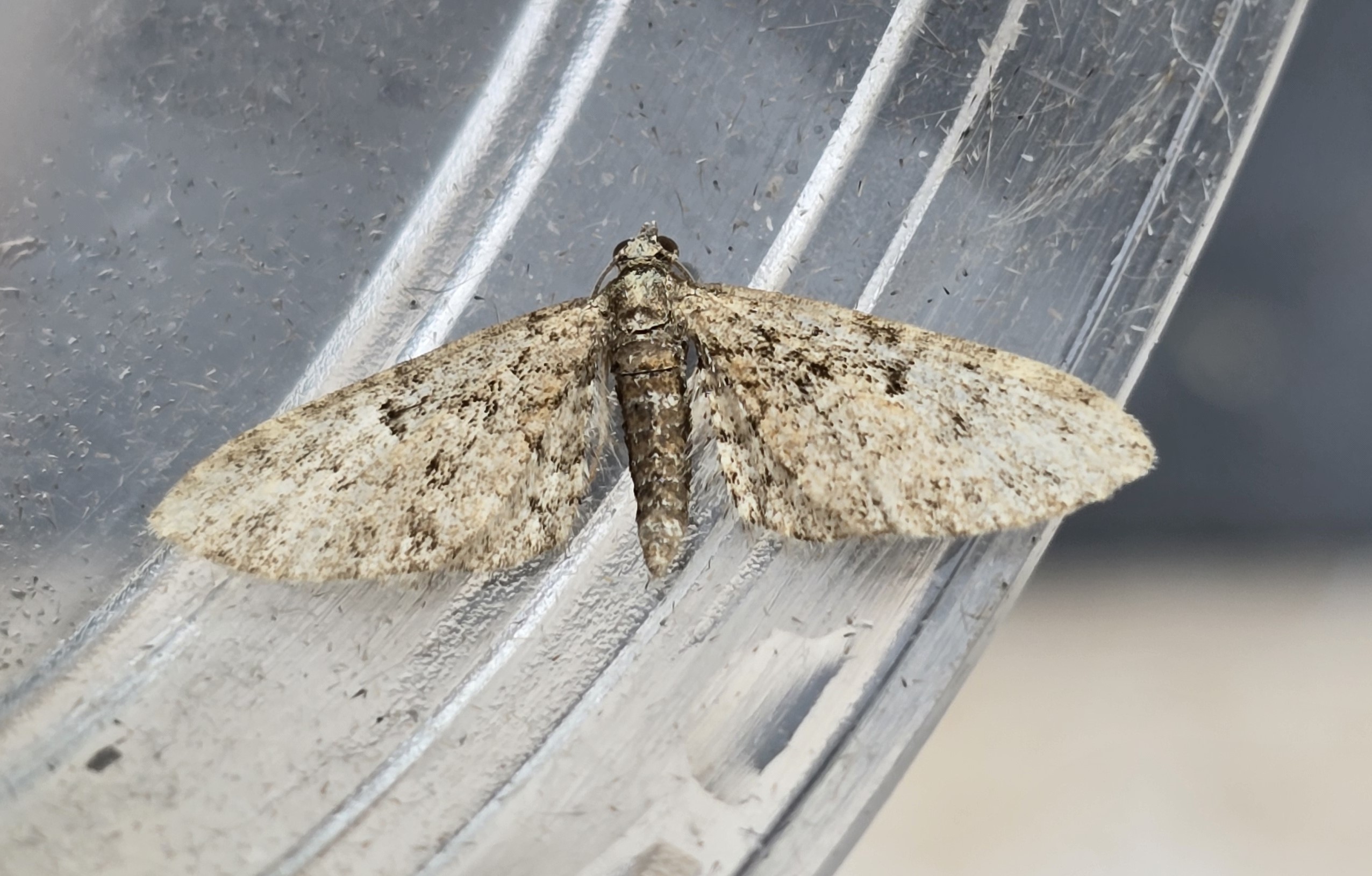 Photo of Oak-tree Pug (Eupithecia dodoneata)